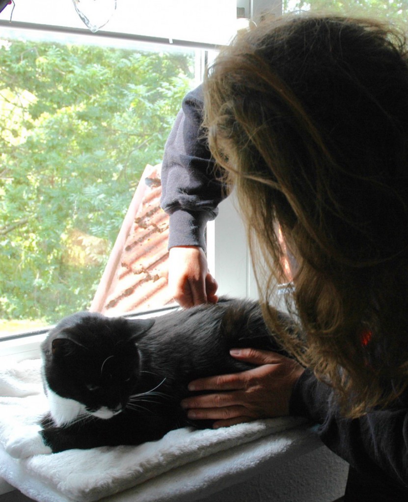 katze